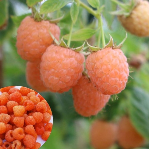 Rubus idaeus 'Summer Lovers® Patio Orange' - Harilik vaarikas 'Summer Lovers® Patio Orange' P11/0,75L